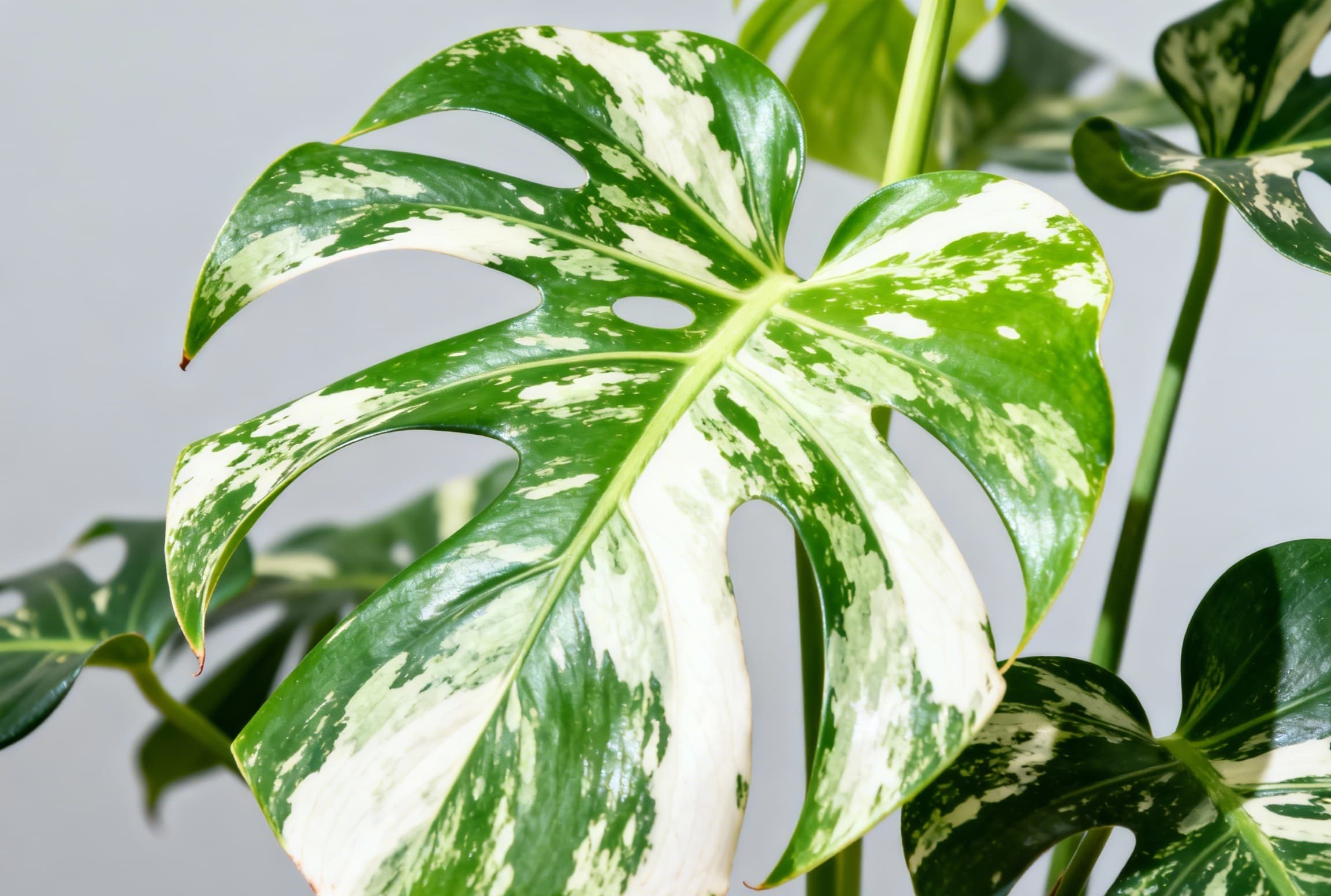 Monstera with healthy vibrant variegated leaves